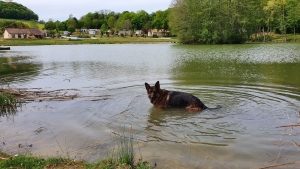 séjour camping animaux compagnie